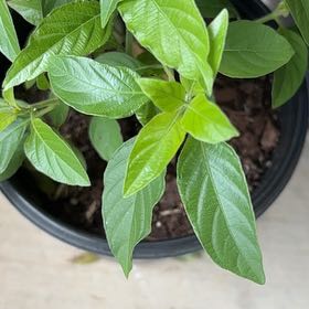 Photo of the plant species Mohintli by @UpcomingMedeola named Tolkien on Greg, the plant care app