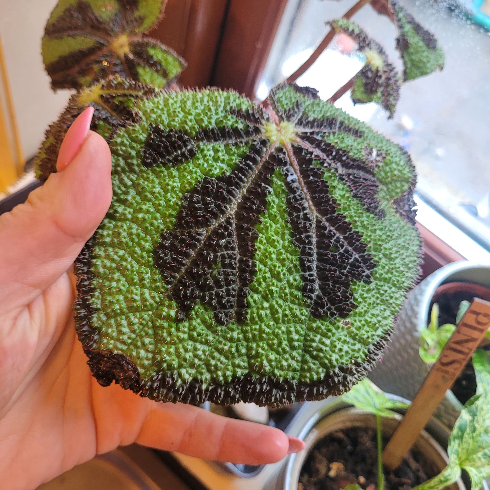 Close-up of an Iron Cross Begonia leaf with distinct dark markings, held by a hand.