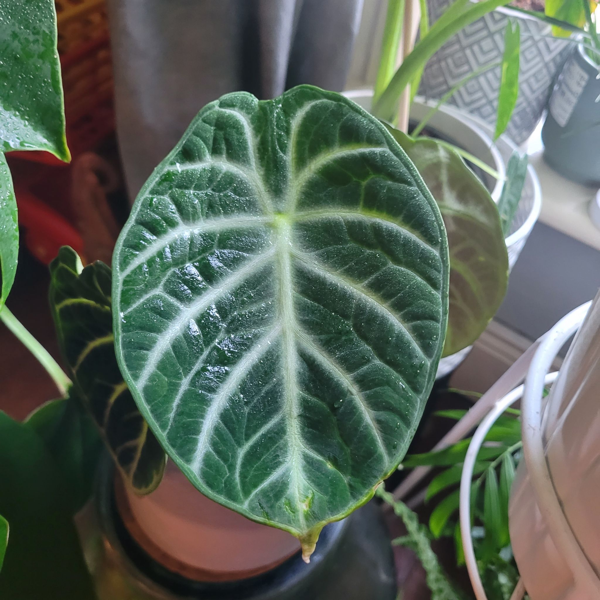 Close-up of an Alocasia ninja leaf with prominent white veins and dark green surface.