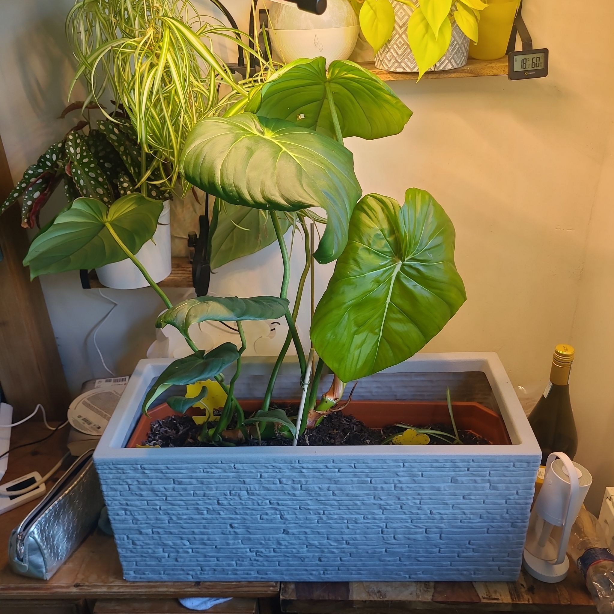 Philodendron 'McDowell' plant in a rectangular pot with large green leaves.