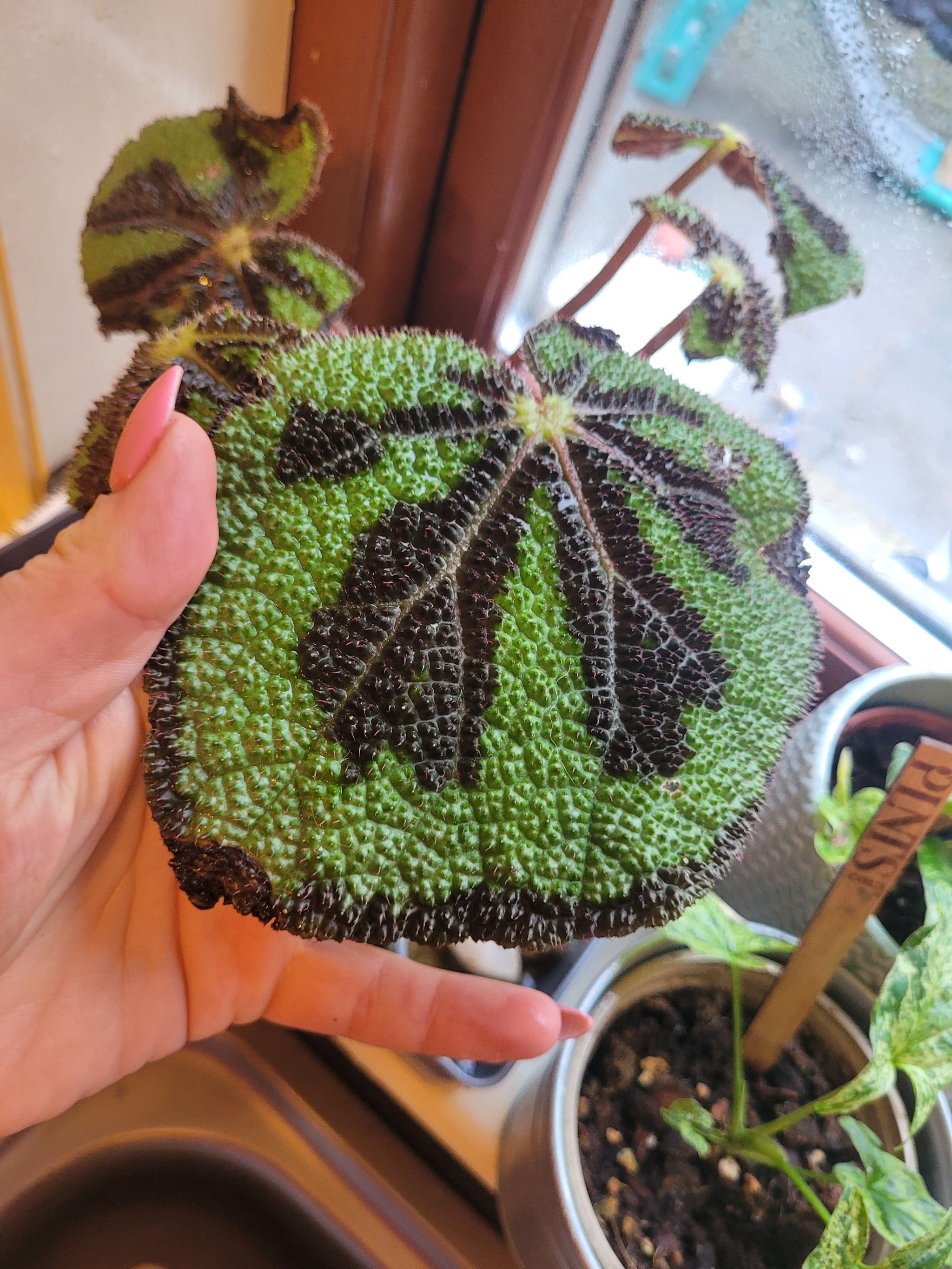 Close-up of an Iron Cross Begonia leaf with a unique dark cross pattern, held by a hand near a window.