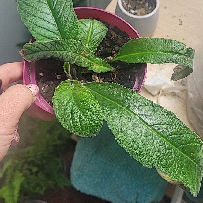Photo of the plant species crystal ice by @talkplantstome named ChloroPhil on Greg, the plant care app