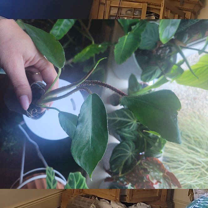 Photo of the plant species Philodendron by @talkplantstome named Darwin on Greg, the plant care app