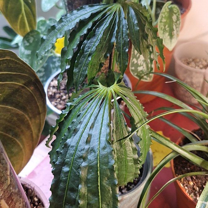 Photo of the plant species Faux Marijuana Plant by @talkplantstome named Prince on Greg, the plant care app