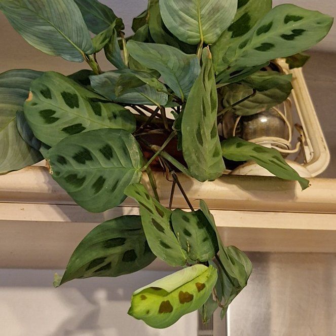 Photo of the plant species Maranta Light Veins by @talkplantstome named Einstein on Greg, the plant care app