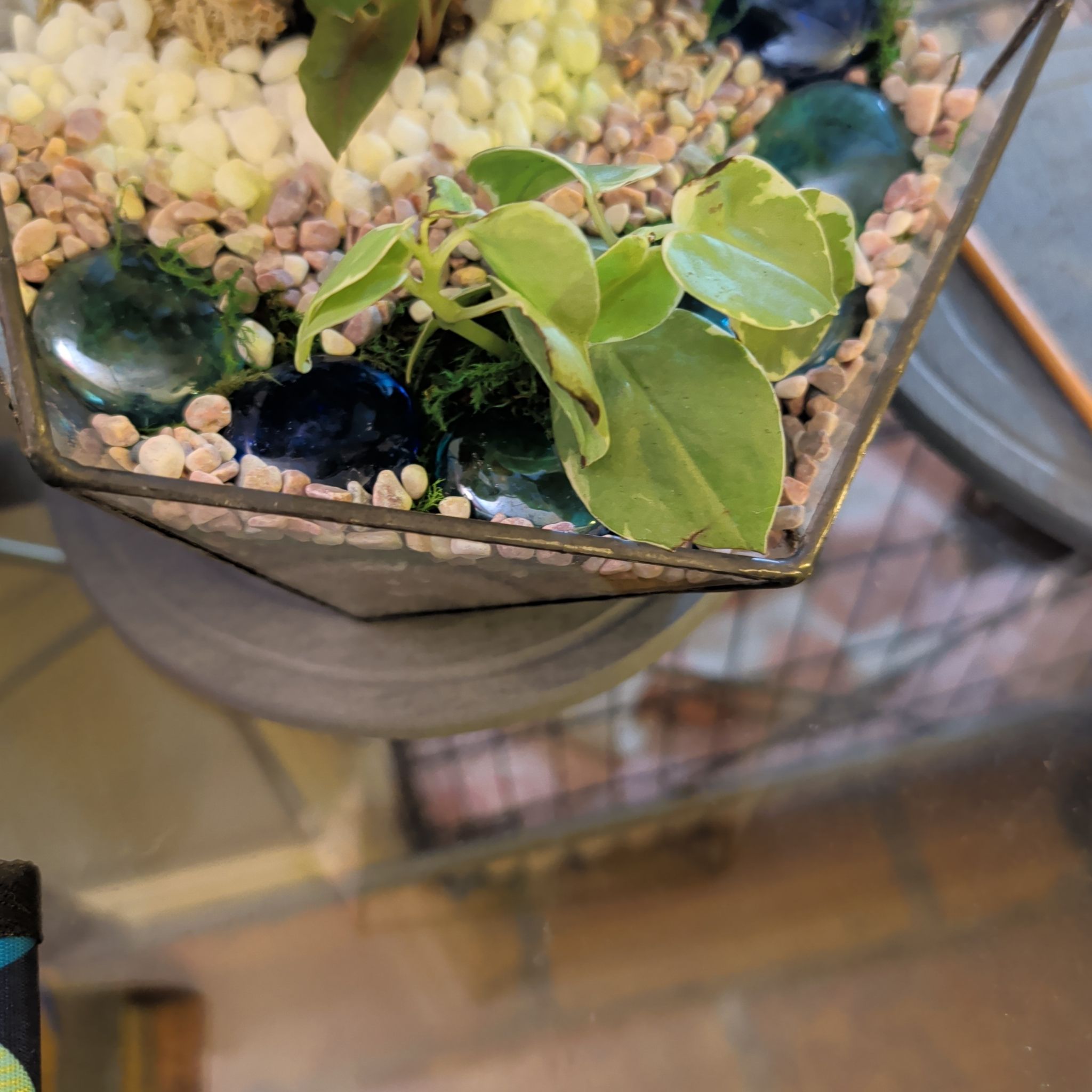 Photo of the plant species Variegated Peperomia Scandens by @CalmRedclaws named Delilah on Greg, the plant care app