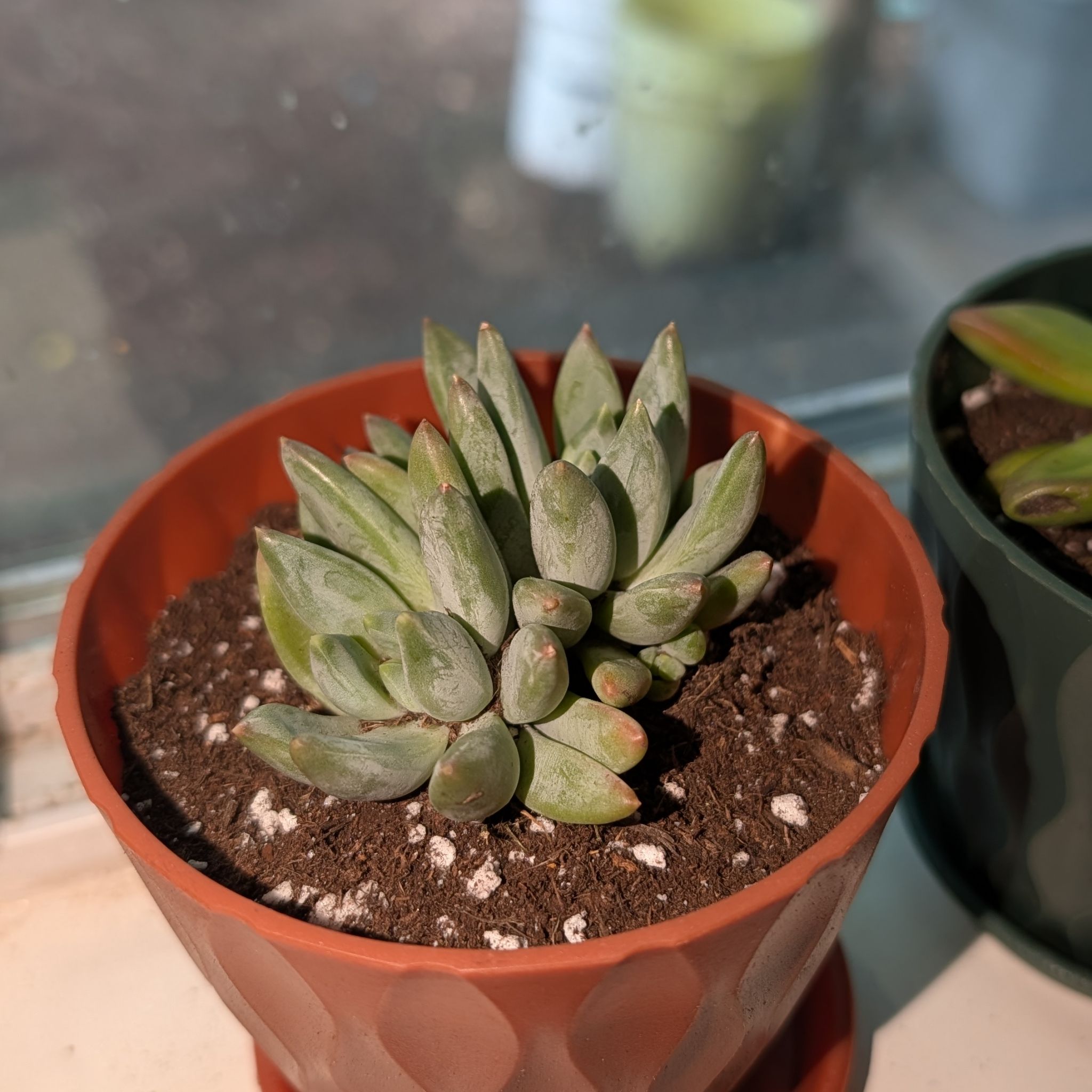 Photo of the plant species Pachyveria Little Jewel by @CalmRedclaws named Hestia on Greg, the plant care app