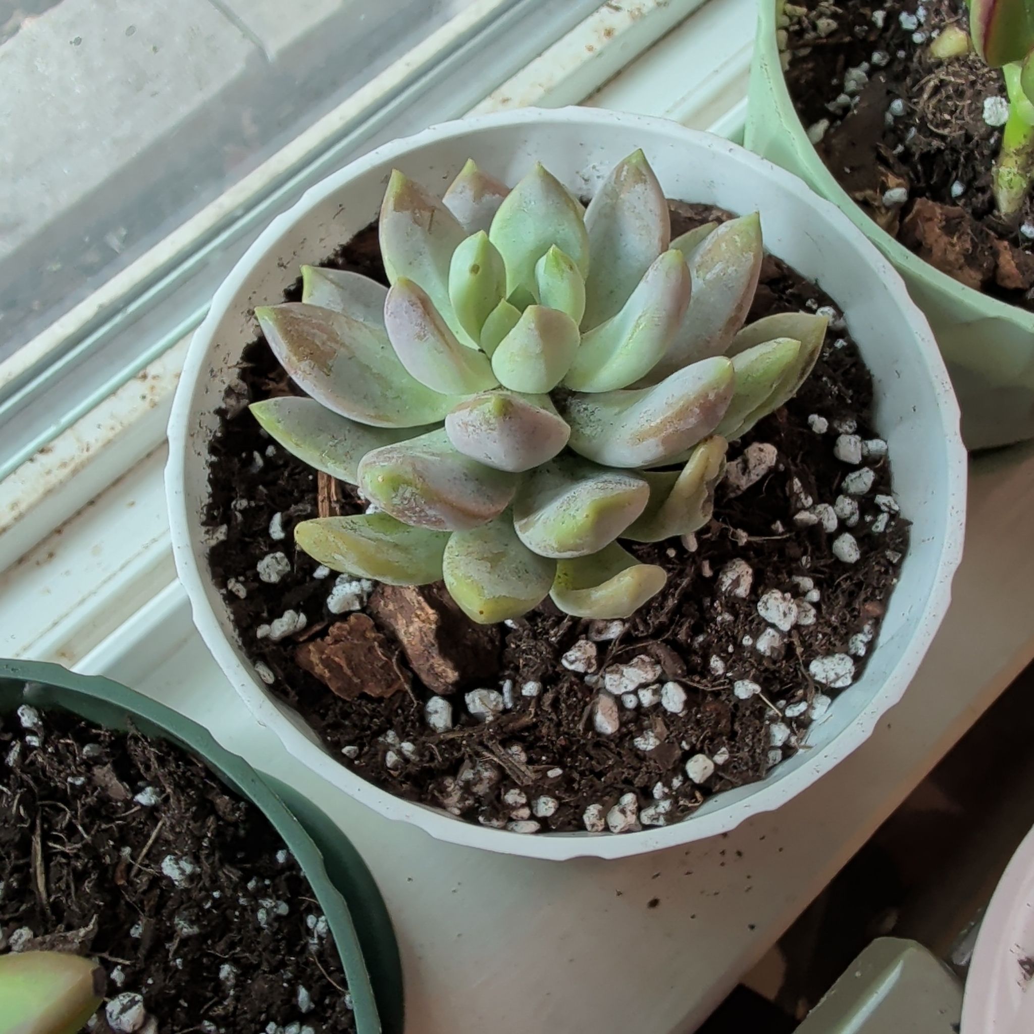 Photo of the plant species Sedeveria 'Lilac Mist' by @CalmRedclaws named Athena on Greg, the plant care app