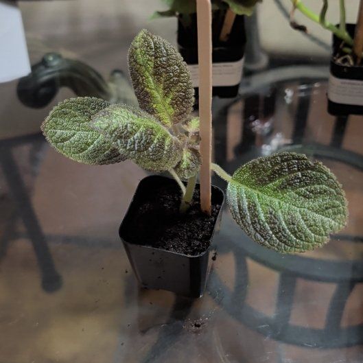 Photo of the plant species Episcia 'Pink Panther' by @CalmRedclaws named Foxxy on Greg, the plant care app