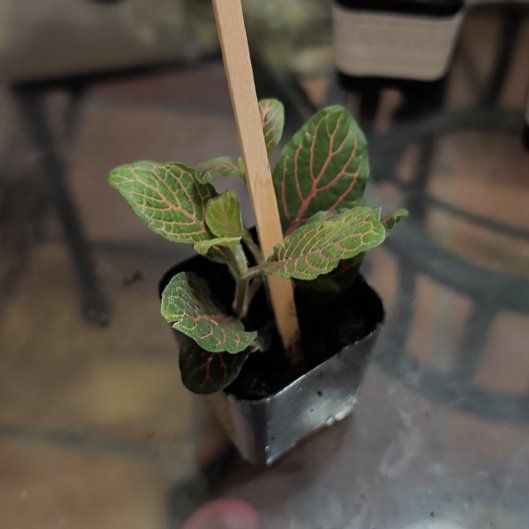 Photo of the plant species Red Vein Fittonia by @CalmRedclaws named Sol on Greg, the plant care app