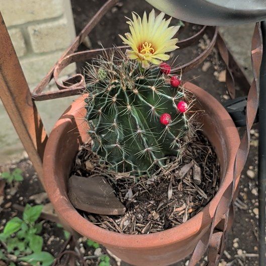 Photo of the plant species Miniature Barrel Cactus by @CalmRedclaws named Khaleesi on Greg, the plant care app