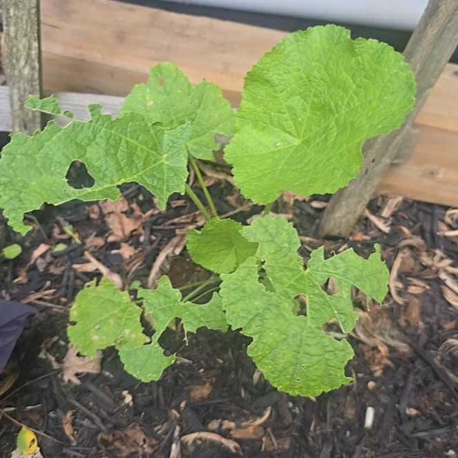 Photo of the plant species Hollyhock by @SavvyGreenice named Sol on Greg, the plant care app