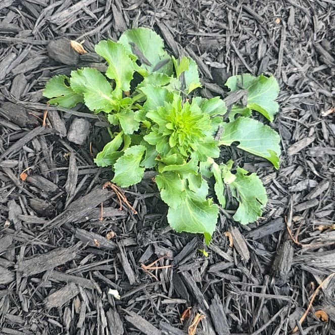 Photo of the plant species Flat Sea Holly by @SavvyGreenice named Marilyn on Greg, the plant care app