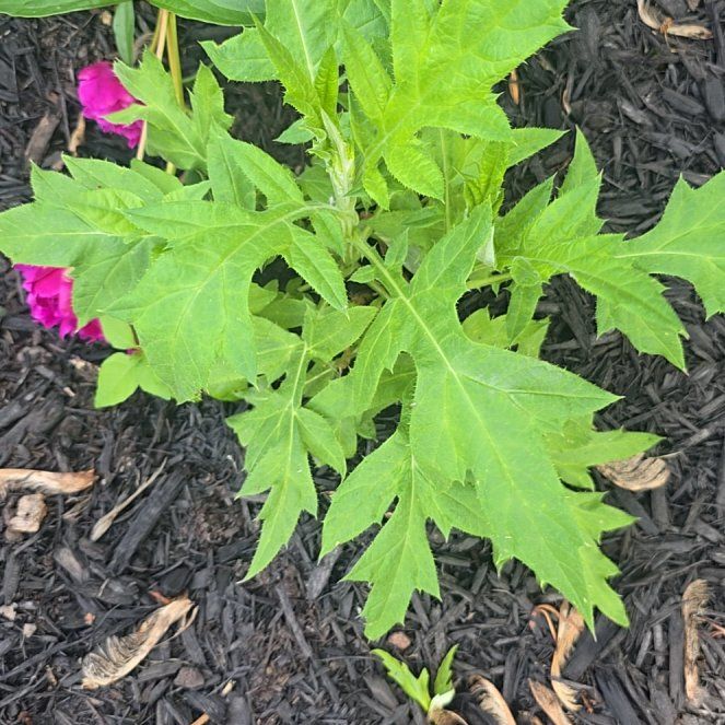 Photo of the plant species Oakleaf Hydrangea by @SavvyGreenice named Kesha on Greg, the plant care app