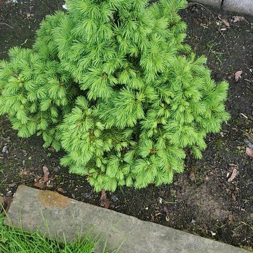 Photo of the plant species Swiss Pine by @CuteGasteria named Xena on Greg, the plant care app