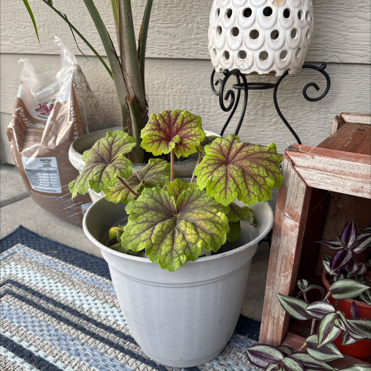Photo of the plant species Heuchera 'Red Lightning' by @Melty208 named Demi on Greg, the plant care app