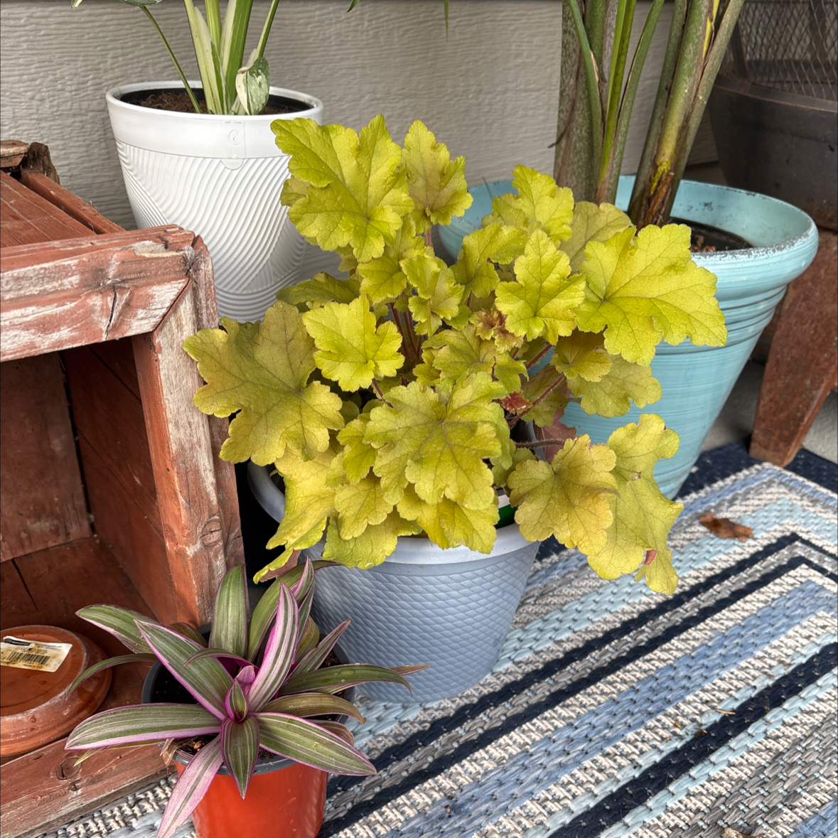 Photo of the plant species Heuchera 'Marmalade' by @Melty208 named Marley on Greg, the plant care app