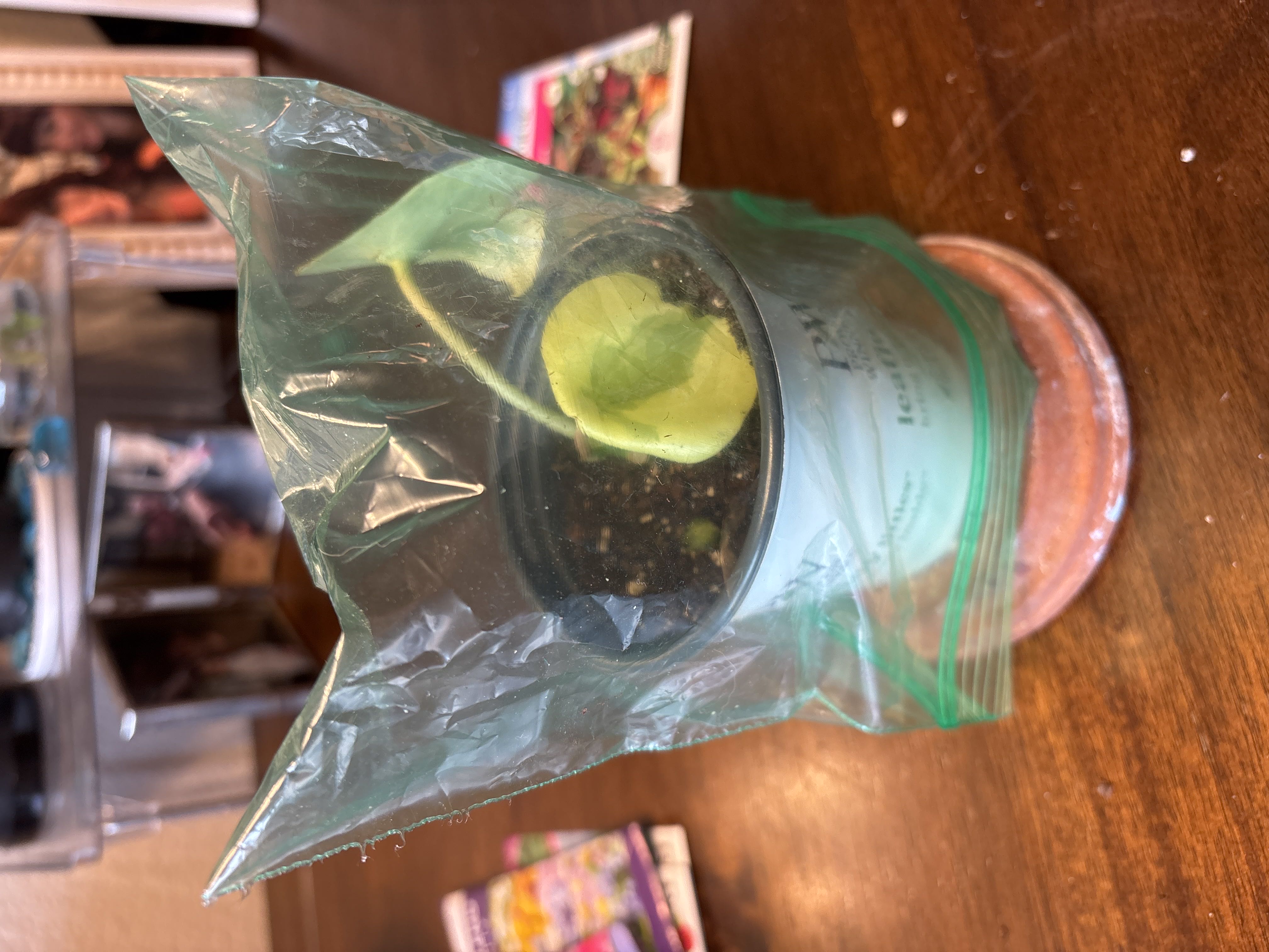 Photo from the post