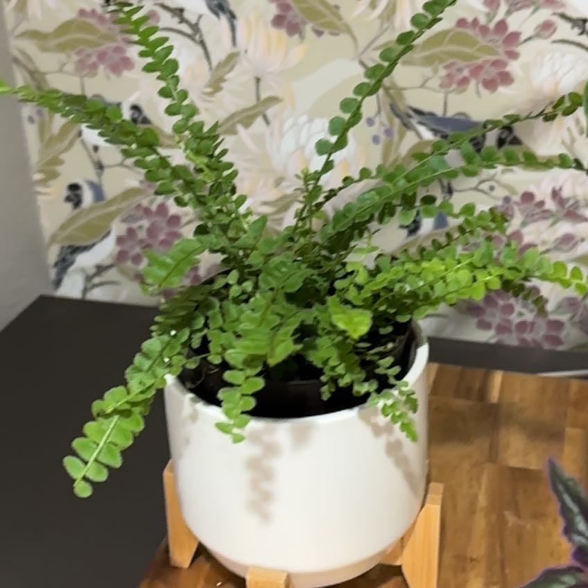 Photo of the plant species Lemon Button Fern by @Melty208 named Fernie Mercury on Greg, the plant care app