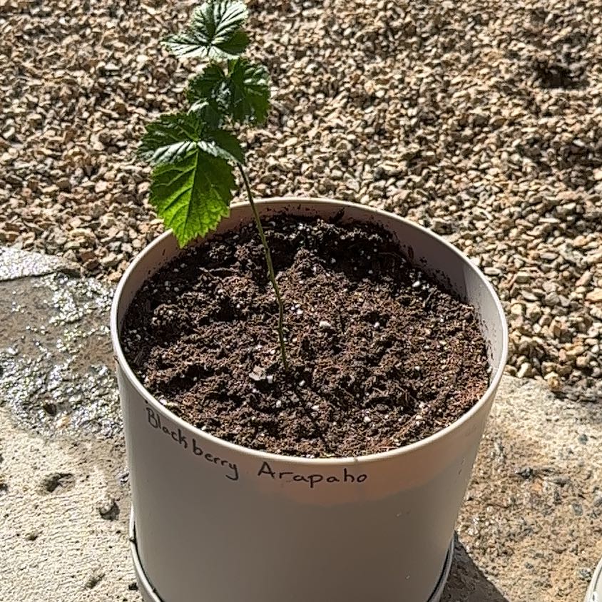 Young blackberry plant in a white pot labeled 'Blackberry Arapaho'.
