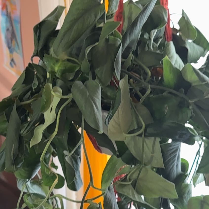 Photo of the plant species Jade Satin Pothos by @SizzlingPomelo named Osmo on Greg, the plant care app