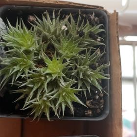 Photo of the plant species Deuterocohnia brevifolia by @PiquantDisphyma named Athena on Greg, the plant care app