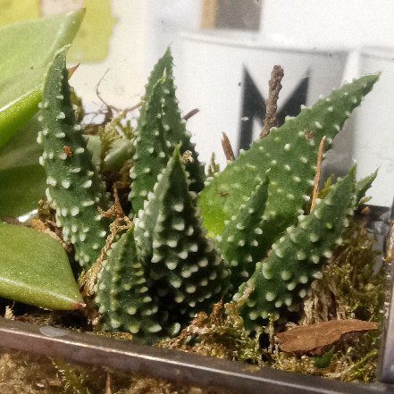 Photo of the plant species Pearl Plant by @PetalMettle named Tulista pulima on Greg, the plant care app