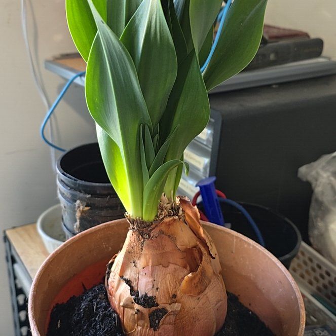 Photo of the plant species Mededicinal Squill by @LilyRoseDevine named Flora on Greg, the plant care app