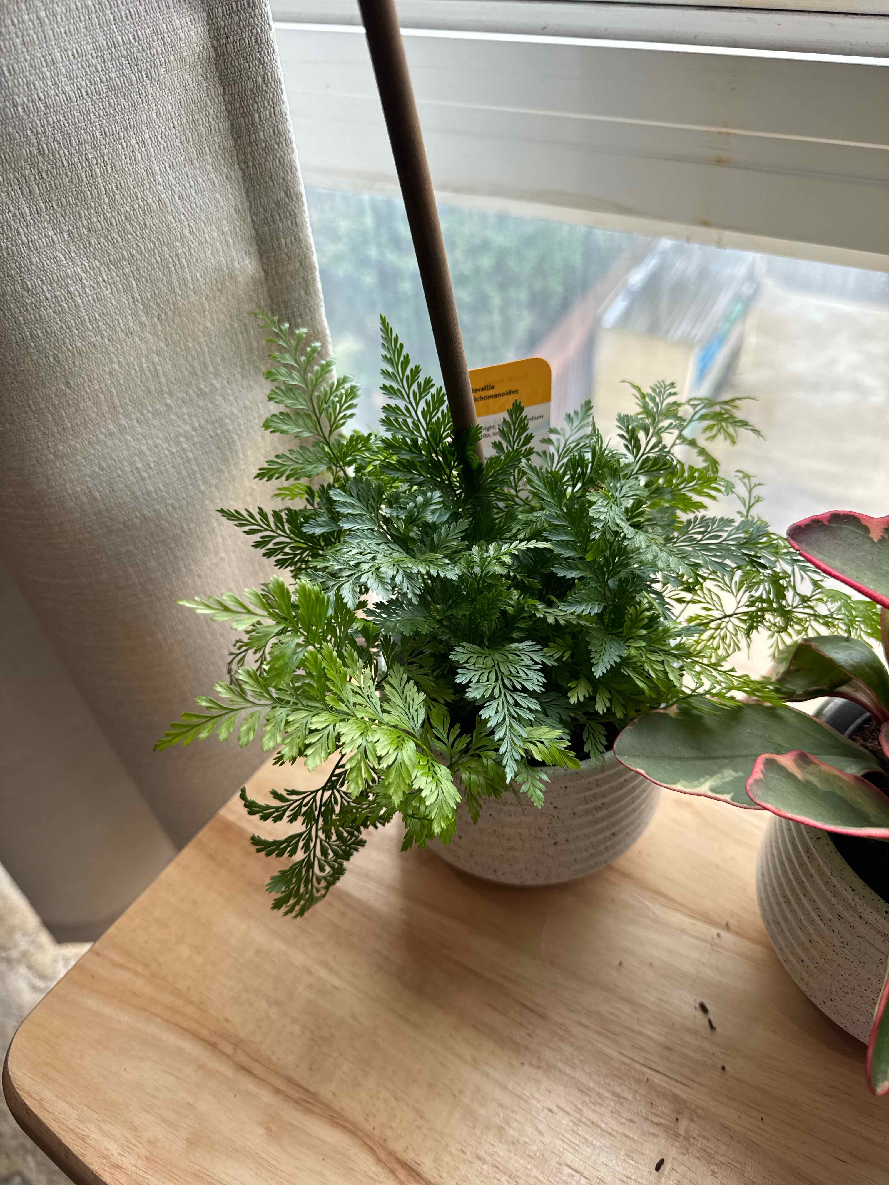Healthy Black Rabbit's Foot Fern on a wooden surface near a window.