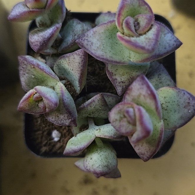 Photo of the plant species String of Buttons by @MeekSpanishiris named String of Buttons Variegated on Greg, the plant care app
