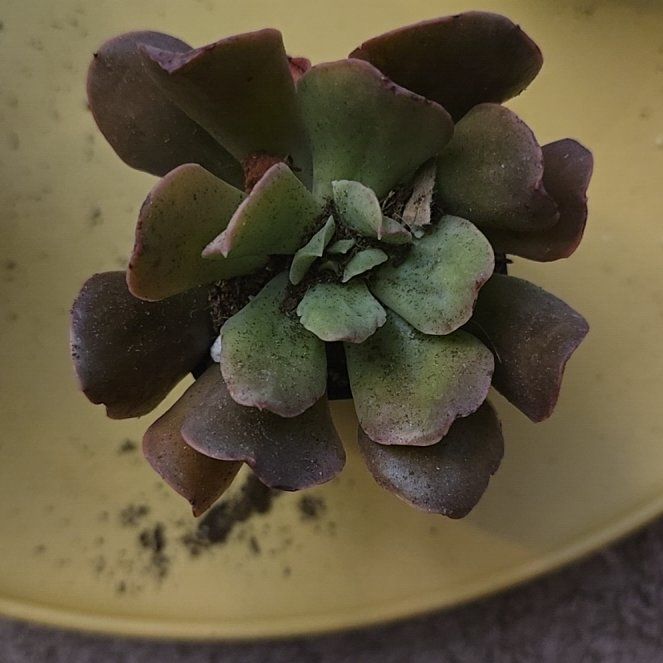 Photo of the plant species Echeveria 'Red Robe' by @MeekSpanishiris named Echeveria Red on Greg, the plant care app