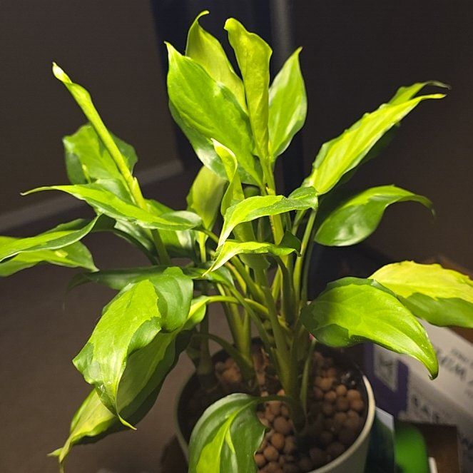 Photo of the plant species Aglaonema spathonema by @MeekSpanishiris named Spathonema on Greg, the plant care app