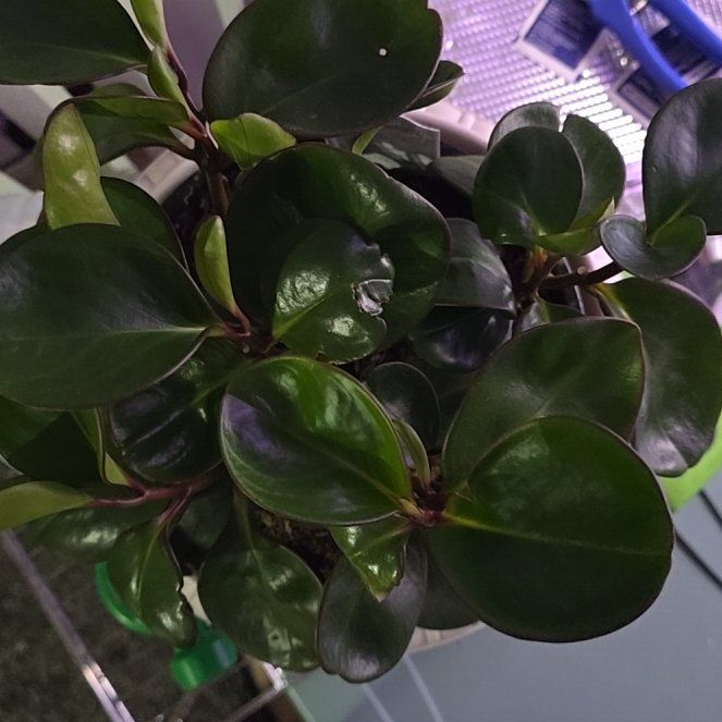 Photo of the plant species Peperomia Thailand by @MeekSpanishiris named Thailand Rubber Plant on Greg, the plant care app