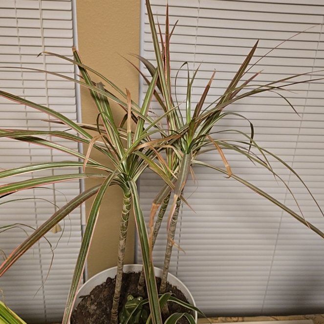 Photo of the plant species Madagascar Dragon Tree by @MeekSpanishiris named Dragon Tree on Greg, the plant care app