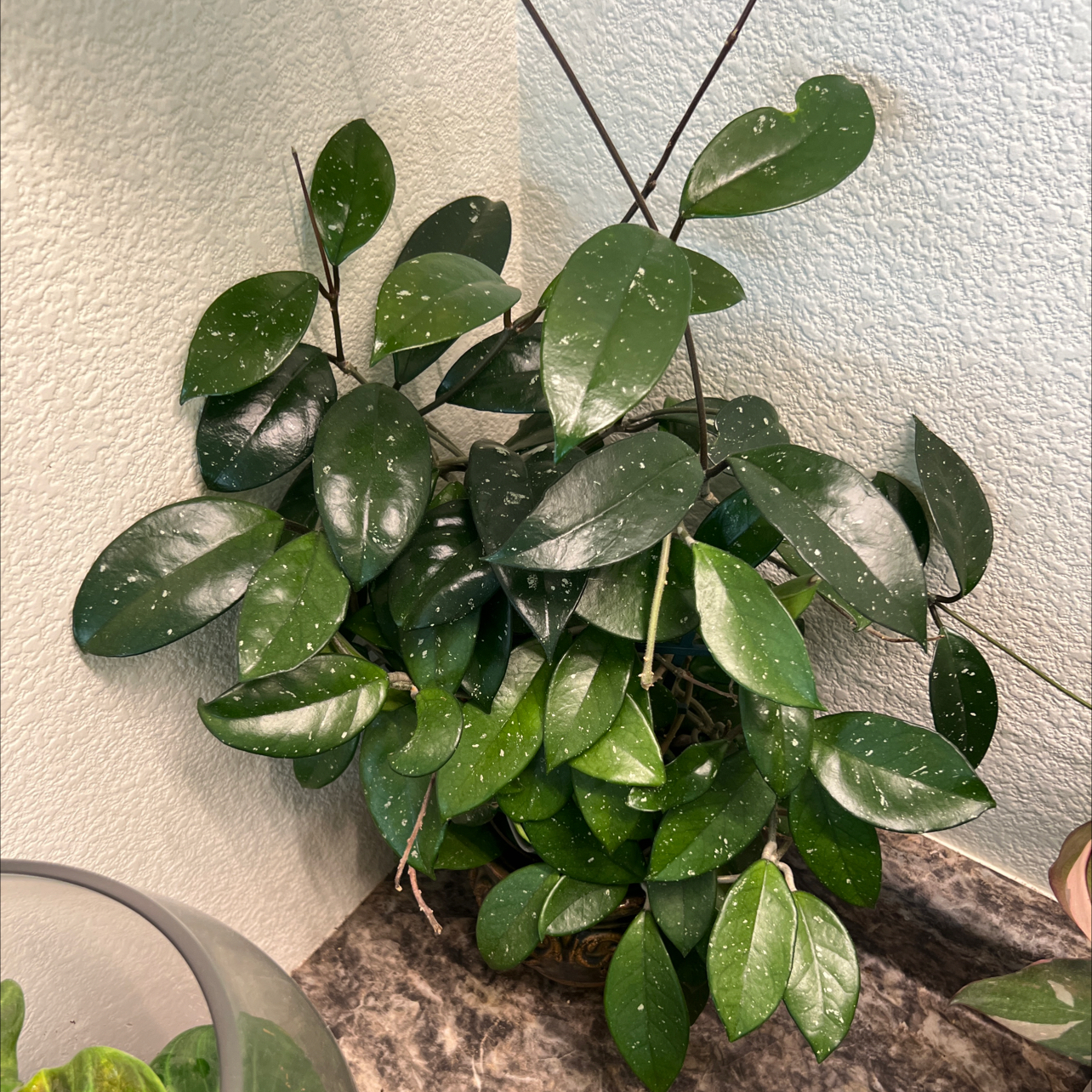 Photo of the plant species Stardust Hoya Carnosa by @aeisele named Tweedle Dee on Greg, the plant care app