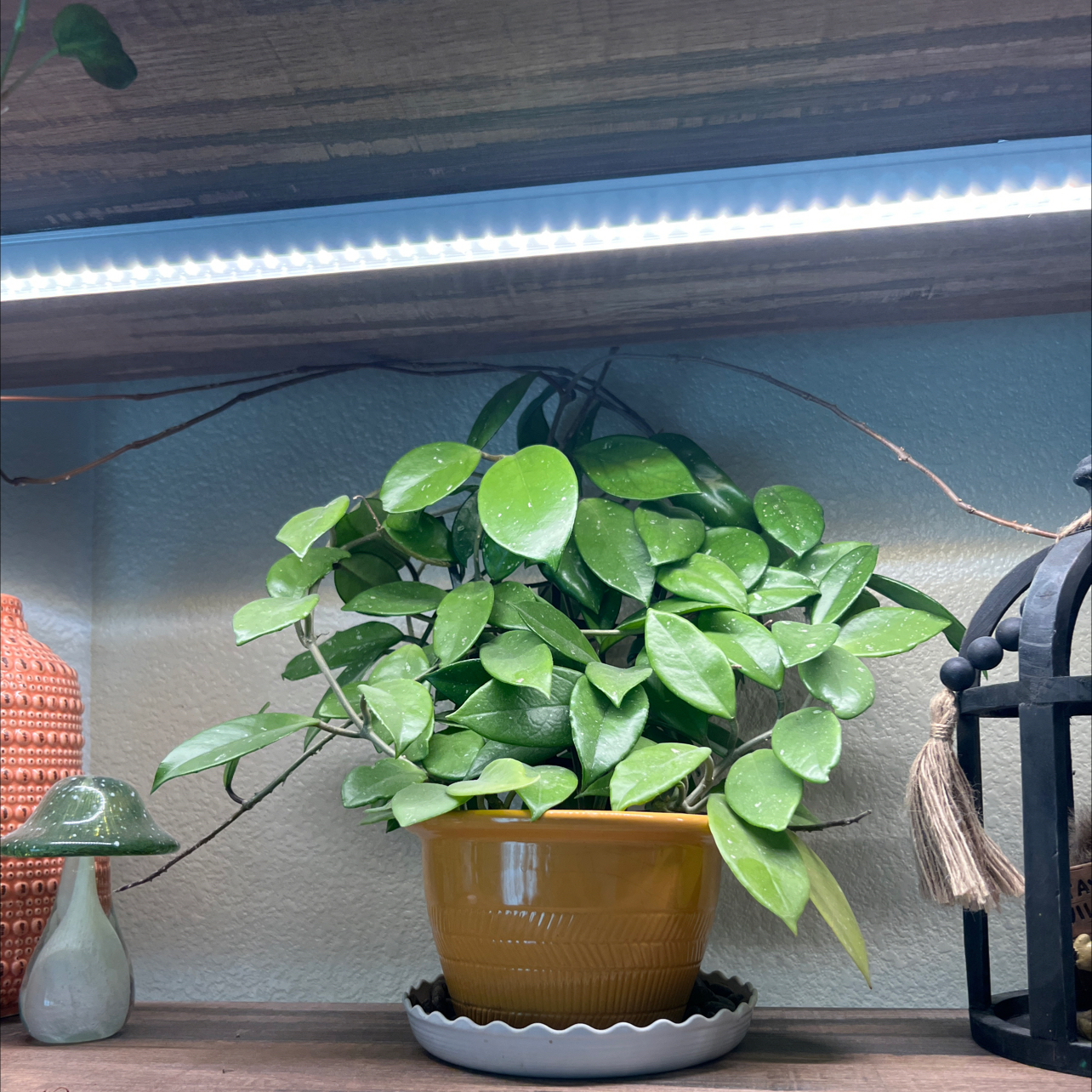 Photo of the plant species Stardust Hoya Carnosa by @aeisele named Tweedle Dum on Greg, the plant care app