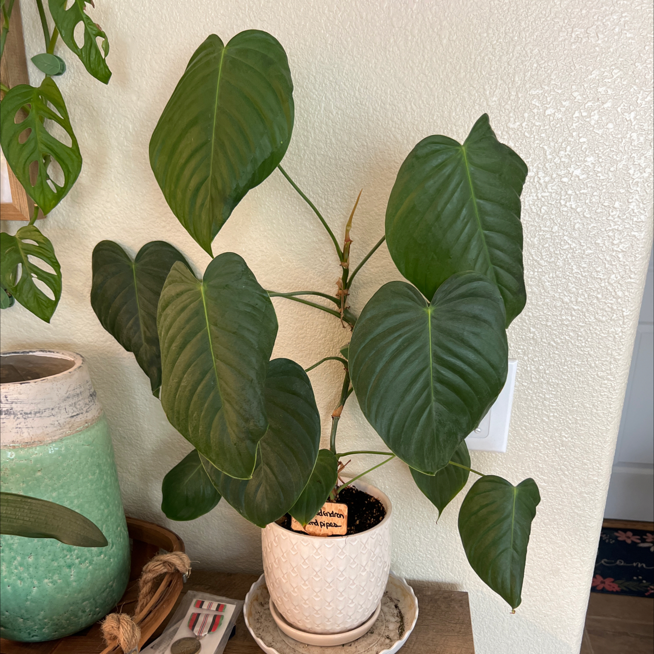 Photo of the plant species Philodendron grandipes by @aeisele named Mando on Greg, the plant care app