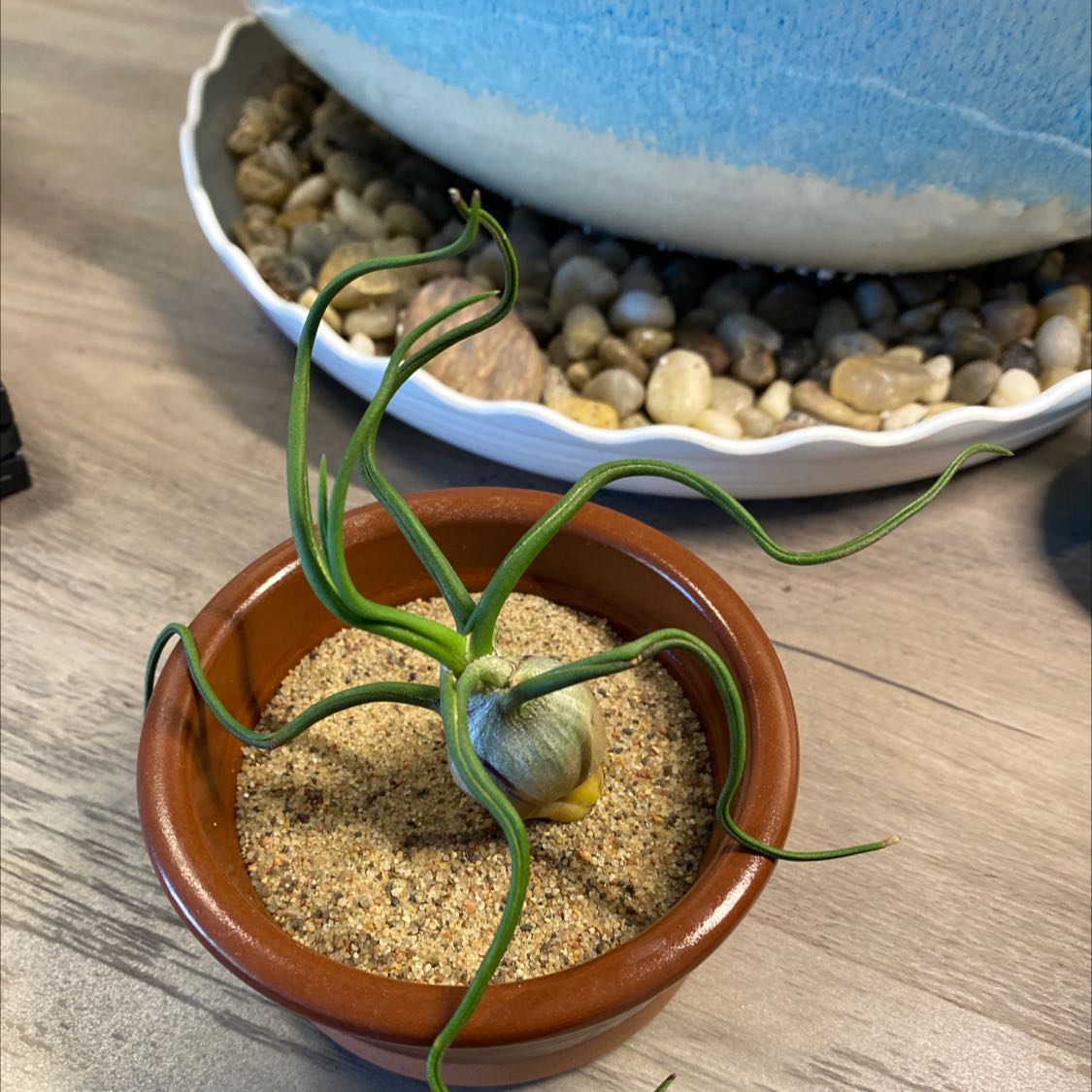 Bulbosa Air Plant in a small pot with sand, healthy green leaves, decorative background.