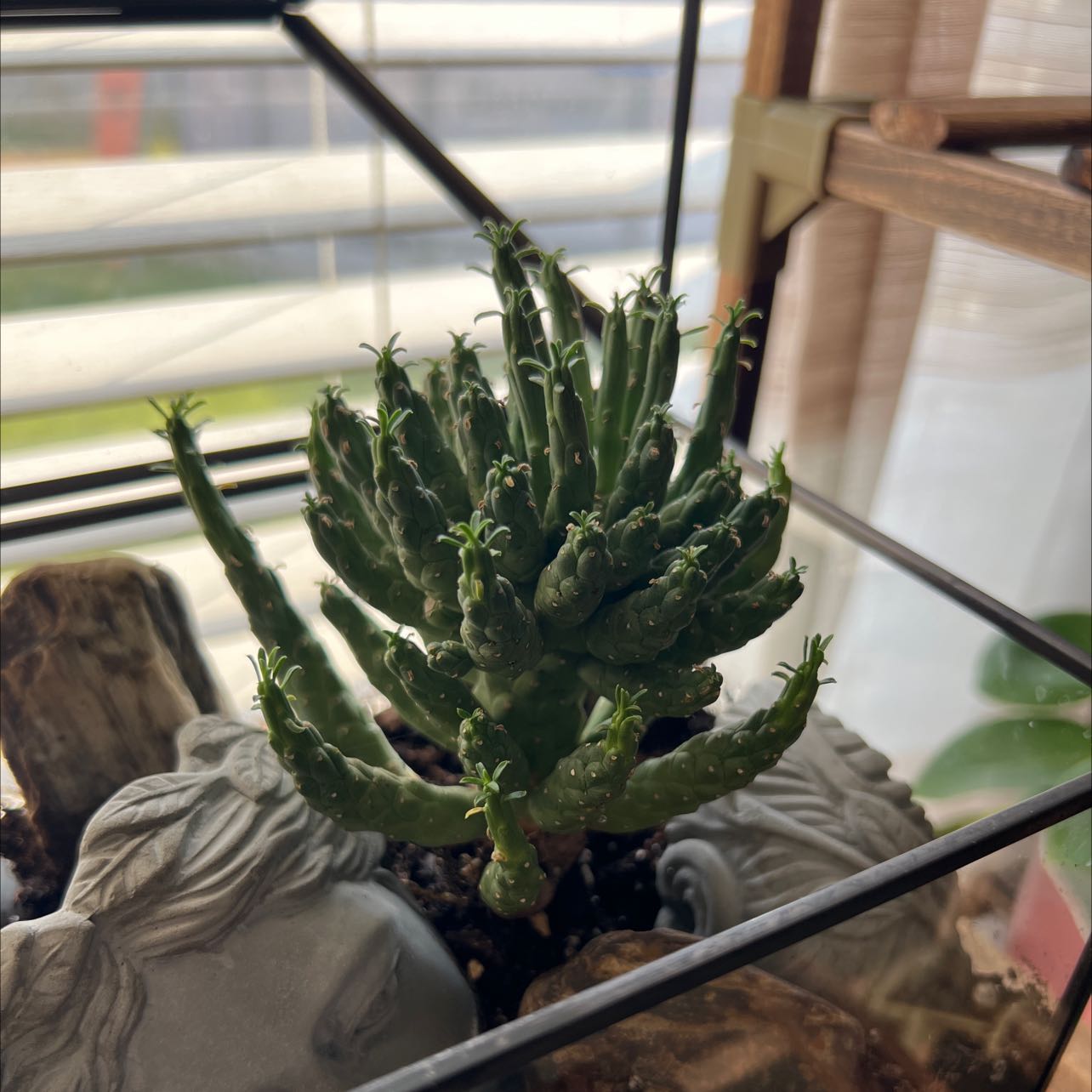 Medusa's Head plant (Euphorbia caput-medusae) in a pot, healthy and well-framed.