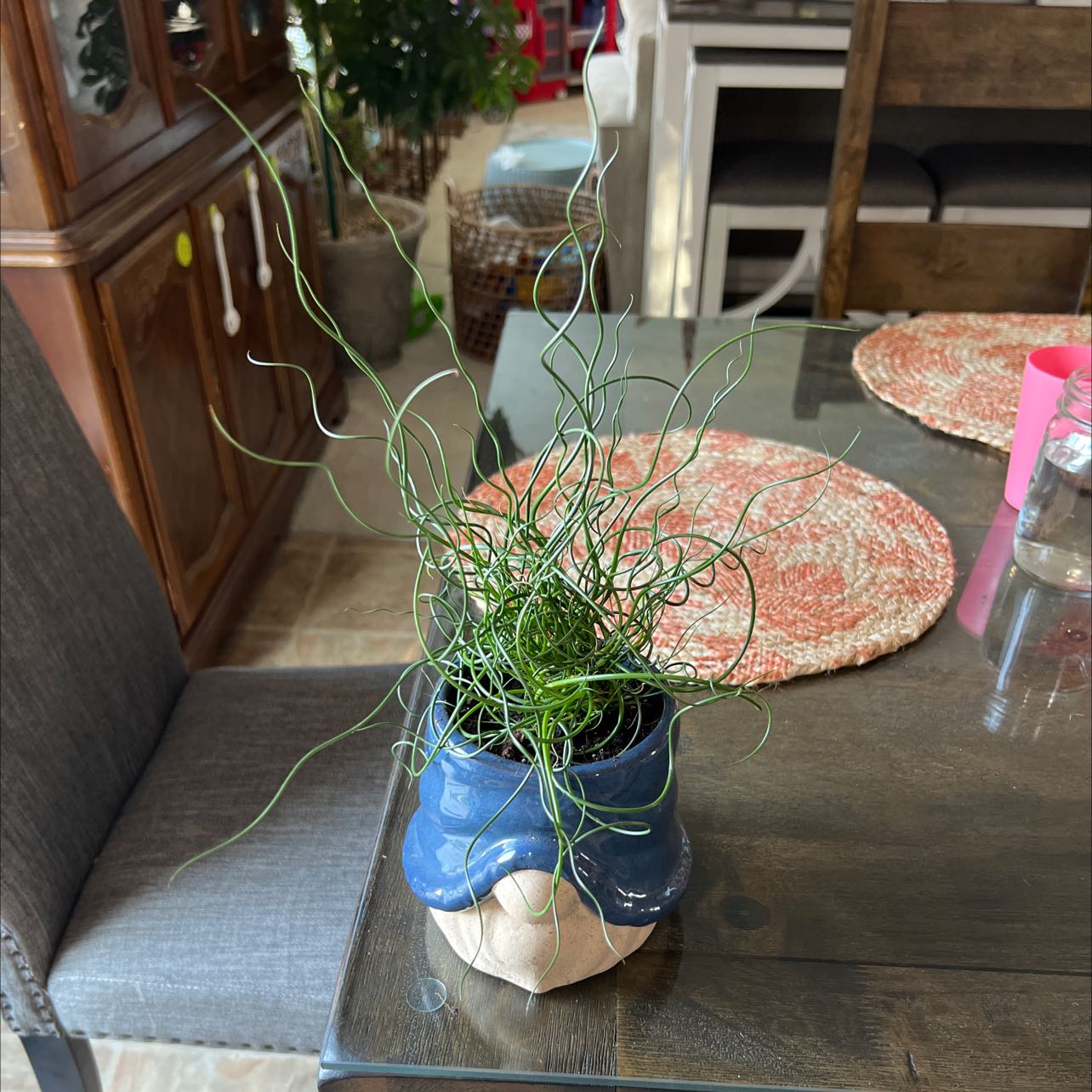Corkscrew rush plant in a blue pot on a table with household items in the background.