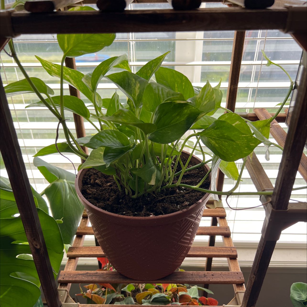 A healthy Hawaiian Pothos plant in a pot on a wooden shelf near a window.