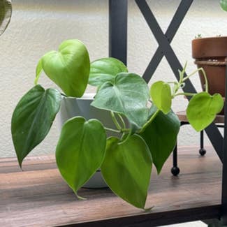 Philodendron Lemon Lime plant in Somewhere on Earth