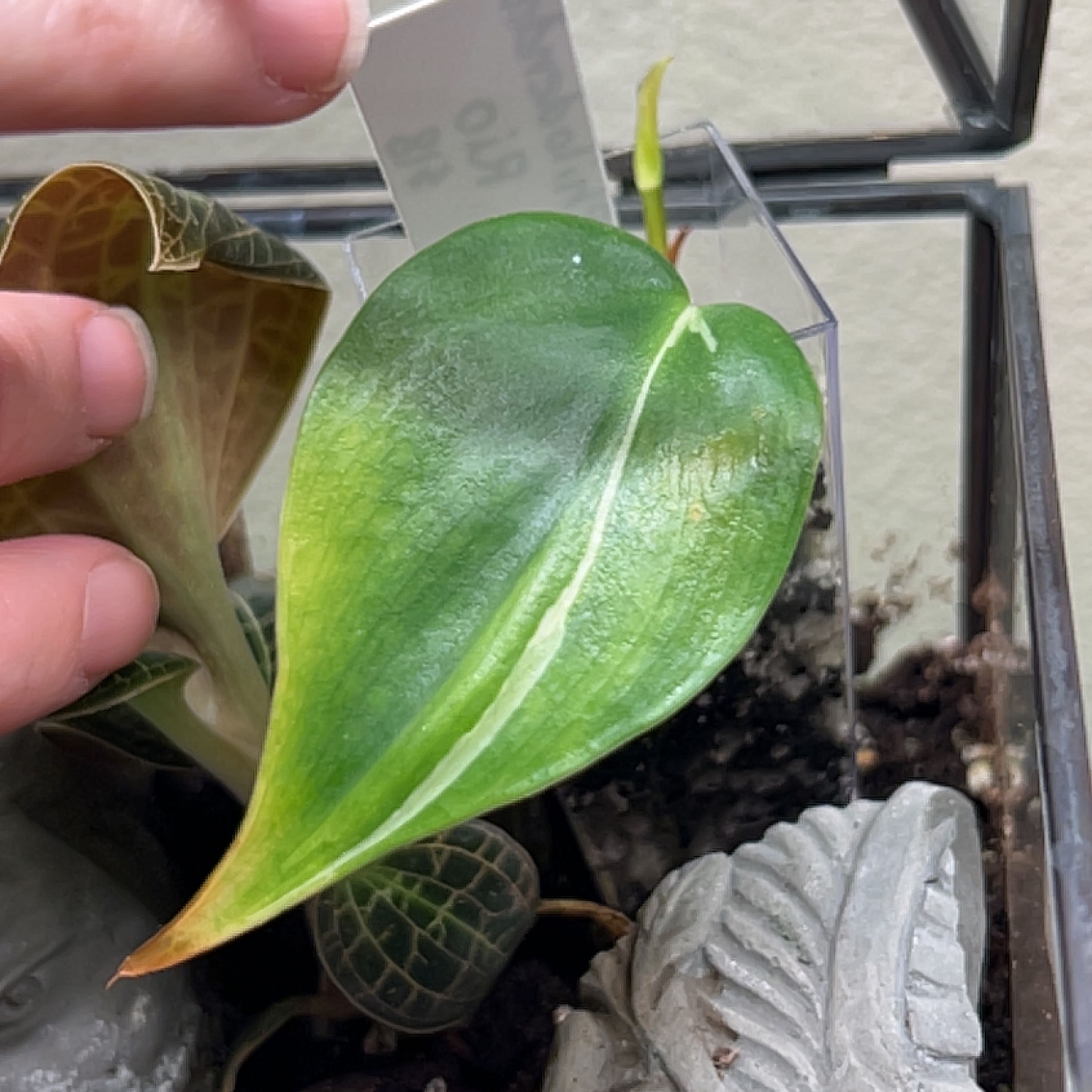 Philodendron 'Rio' plant with a single prominent leaf and visible soil. A hand is pointing towards the leaf.