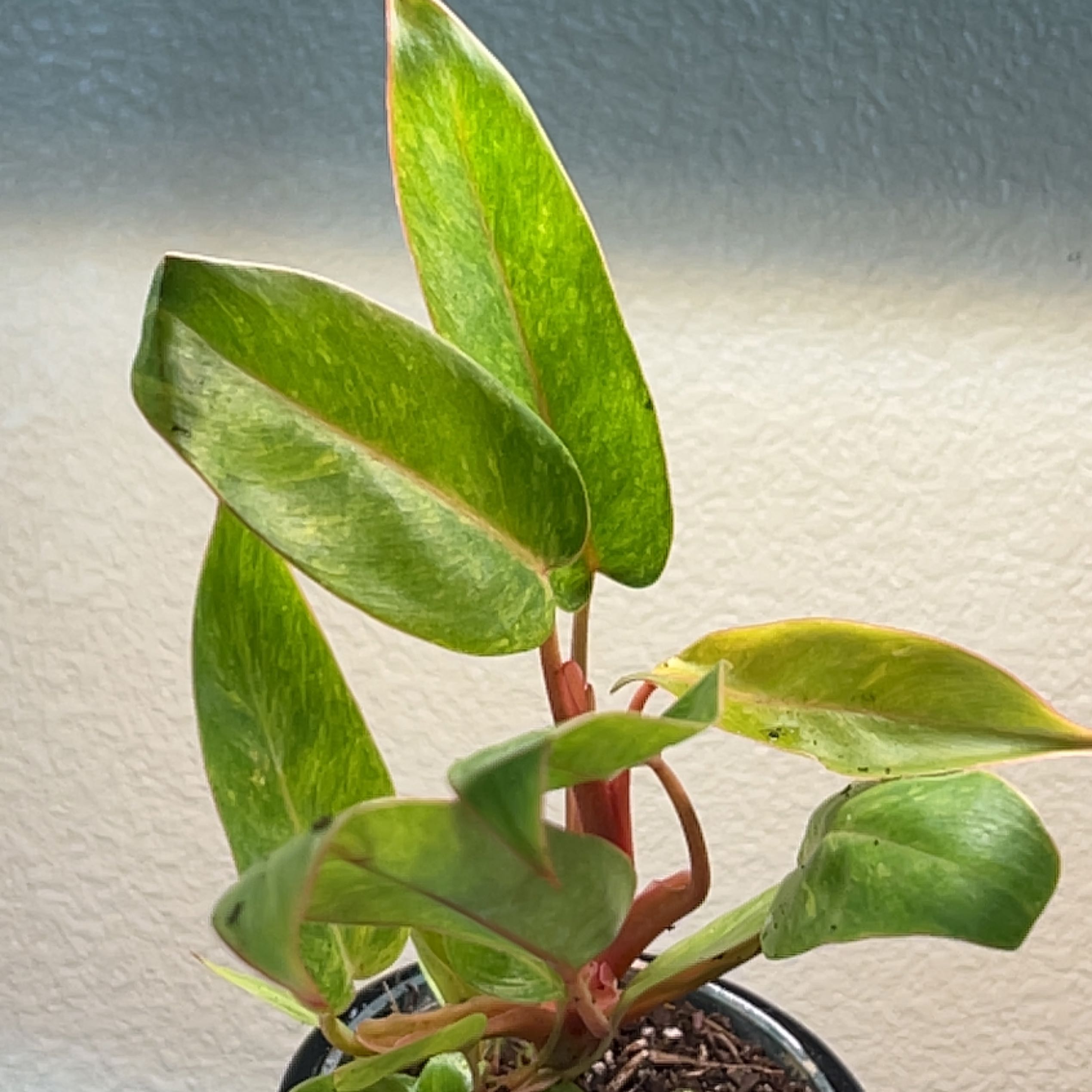 Philodendron 'Painted Lady' plant with slight yellowing and browning on leaves in a pot with visible soil.
