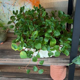 red stemmed peperomia plant in Somewhere on Earth