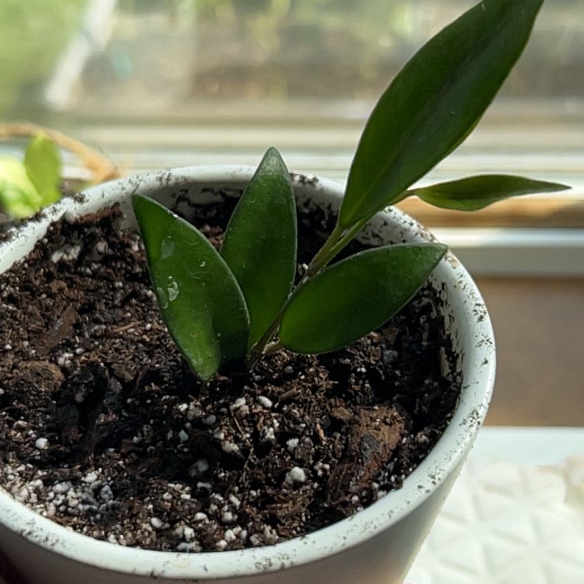 Hoya 'Rosita' plant in a pot with visible soil and healthy green leaves.