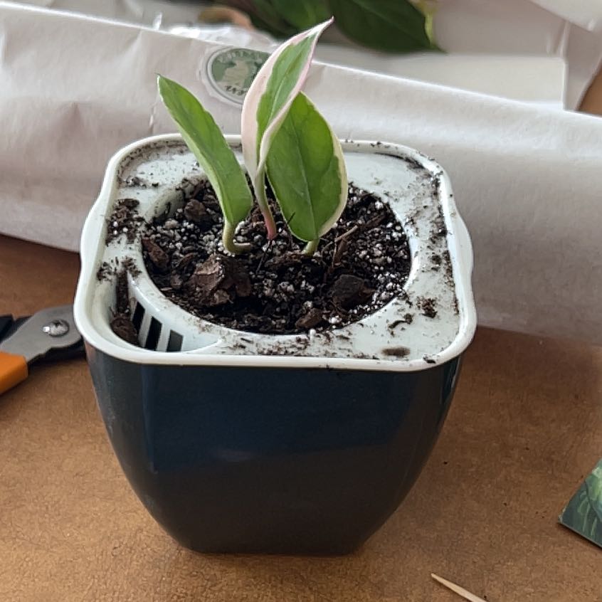 Potted Chelsea Hoya plant with variegated leaves in a white pot with visible soil.