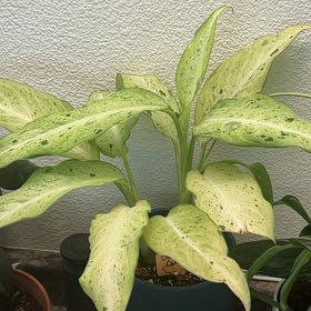 Photo of the plant species Camo Dumb Cane by @aeisele named Drake on Greg, the plant care app