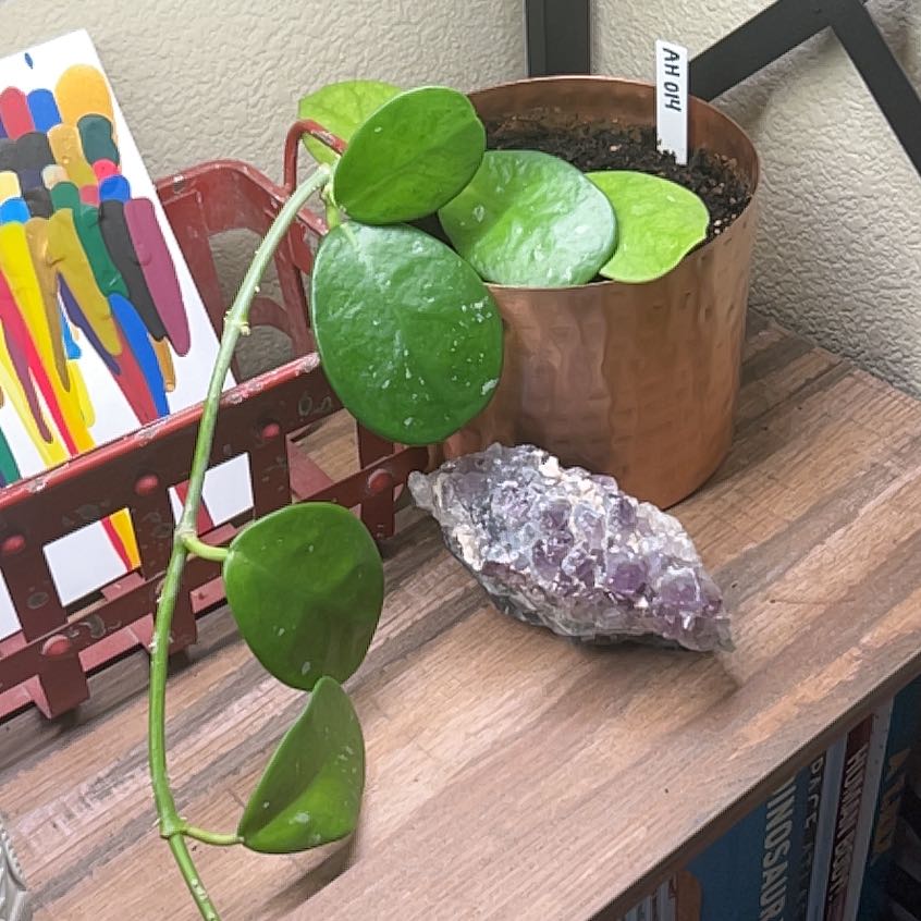 Photo of the plant species Hoya sp. 'AH-014' by @aeisele named Lebron on Greg, the plant care app
