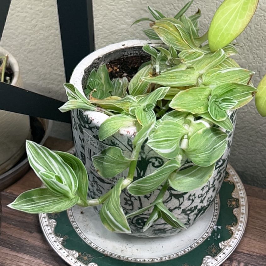 Photo of the plant species Tradescantia fluminensis 'White Stripes' by @aeisele named Sanders on Greg, the plant care app